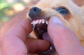 chihuahua con problemas de doble dentadura.