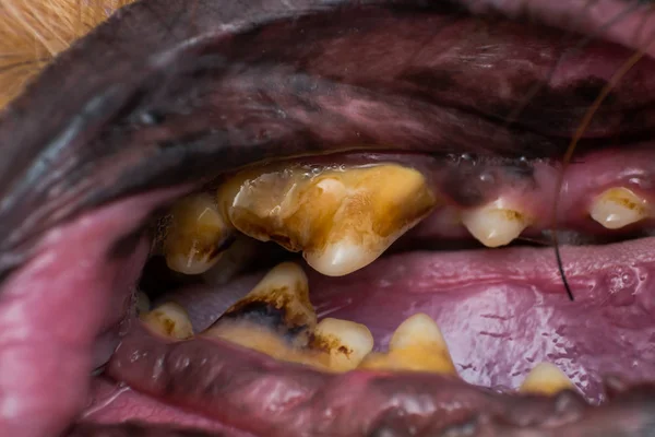 DIENTES DE PERRO CON SARRO O ENFERMEDAD PERIODONTAL