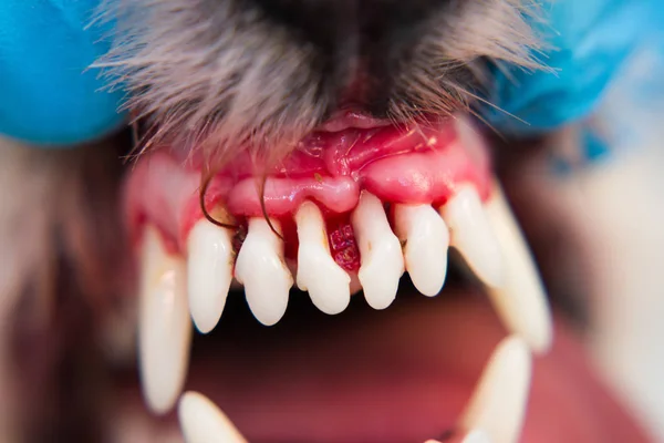 dientes de perro con la enfermedad periodontitis