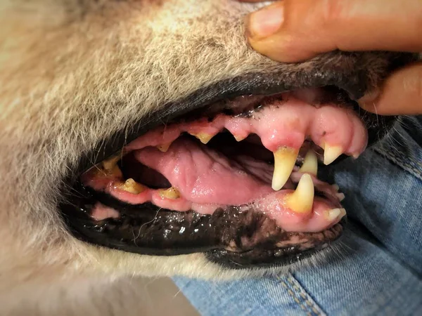 boca de perro con gingivitis