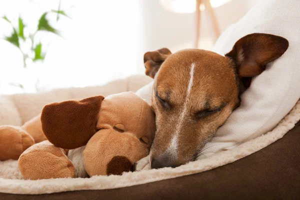 perro durmiendo abrazado a un peluche