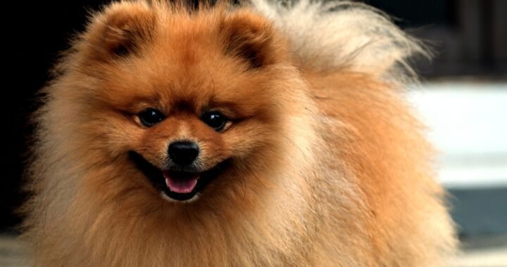 Pomeranian