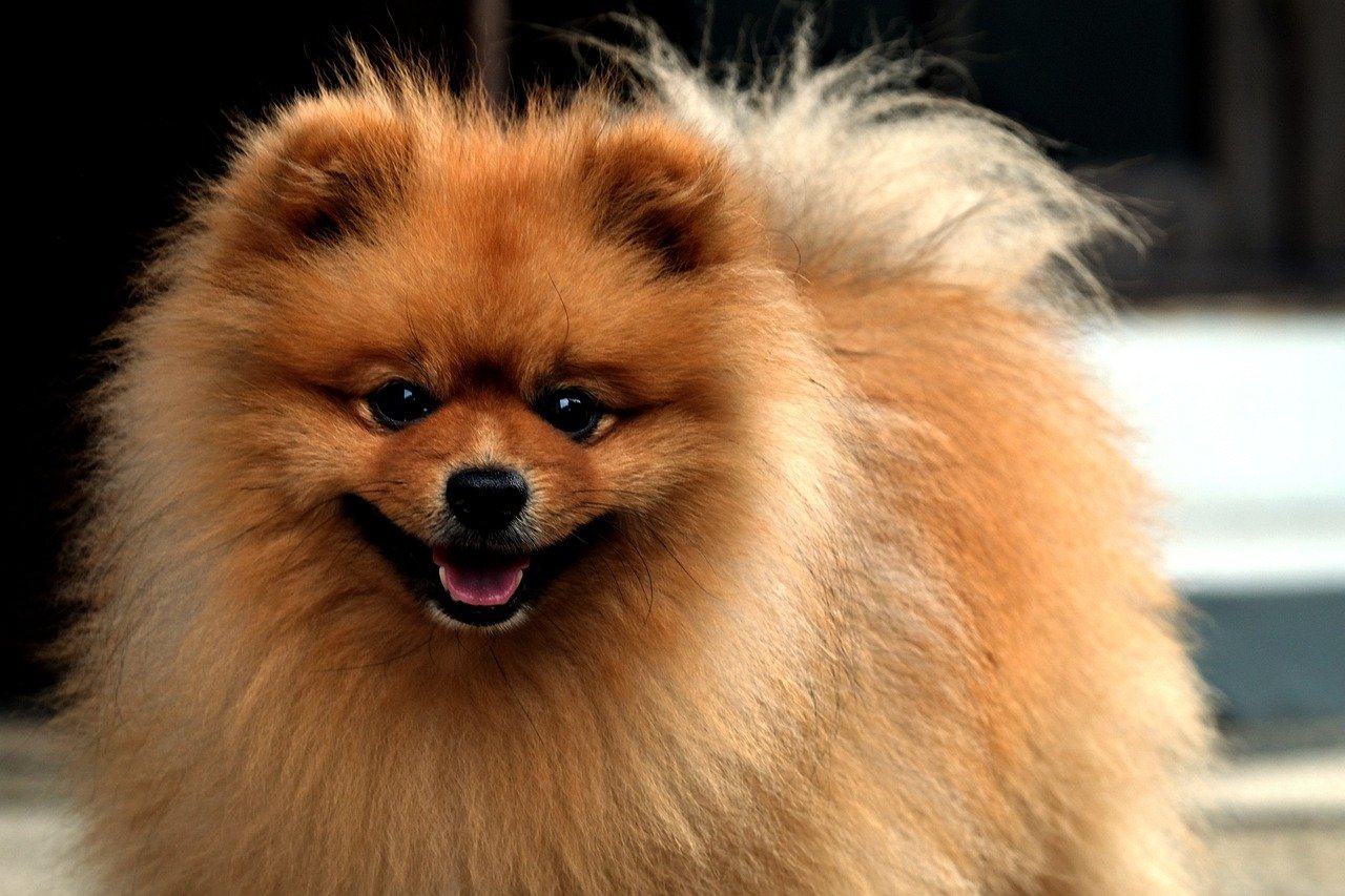 perro de raza Pomeranian