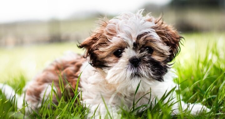 Shih Tzu.