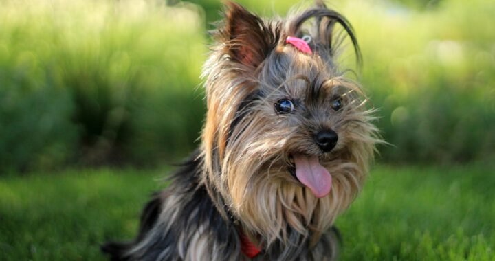 Como quitar el sarro en los YORKSHIRE TERRIER