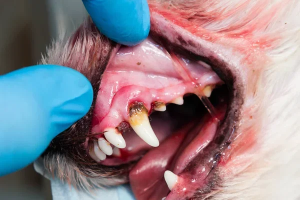 perro con periodontitis