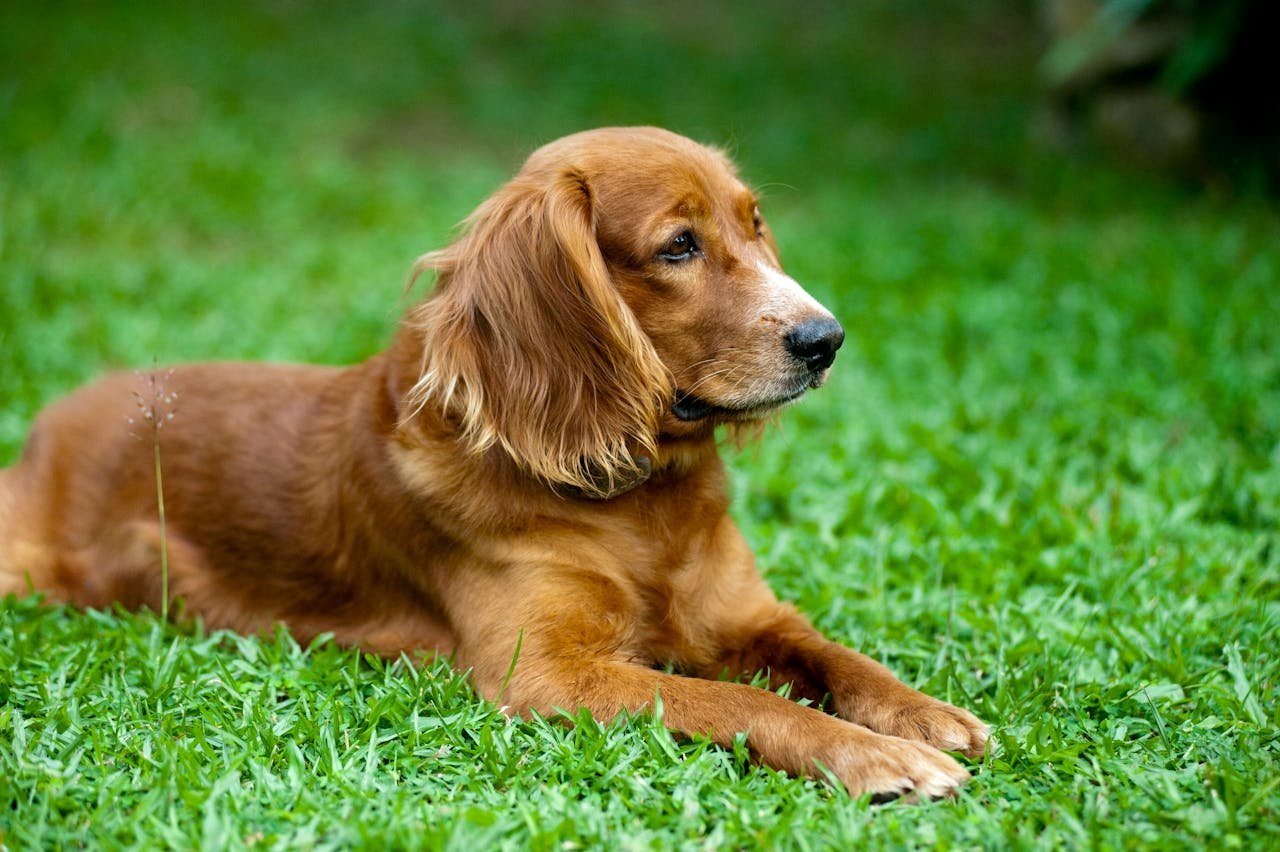 Cocker spaniel tumbado en el césped