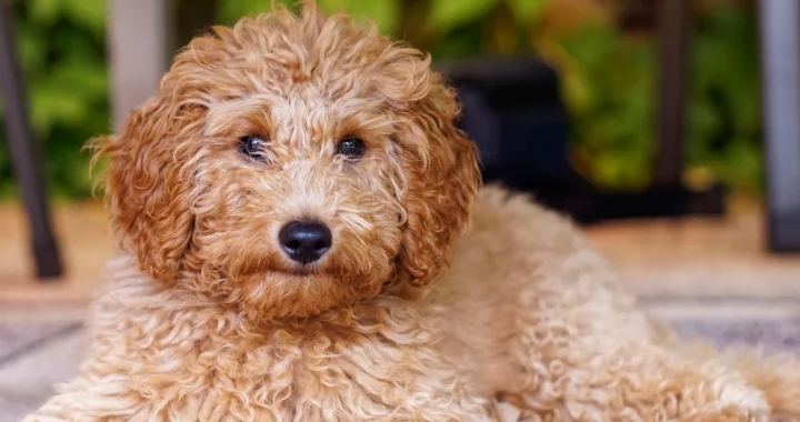 🐩 EL CANICHE MEDIANO