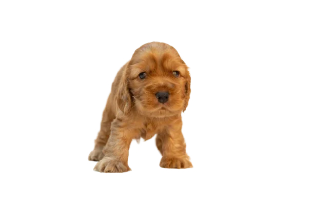 cachorro caniche toy rojo