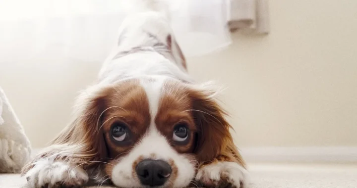 Cavalier King Charles Spaniel