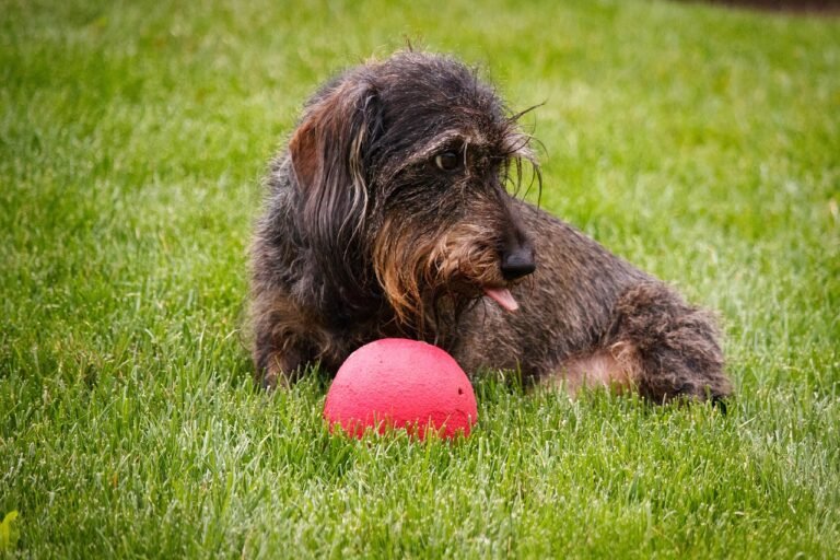 dog, dachshund, ball