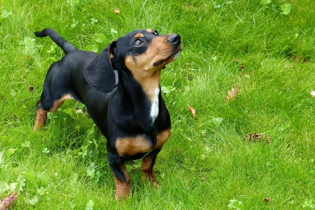 foxhound, pet, dog