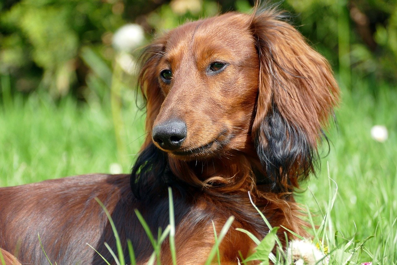 dachshund, portrait, dachshund