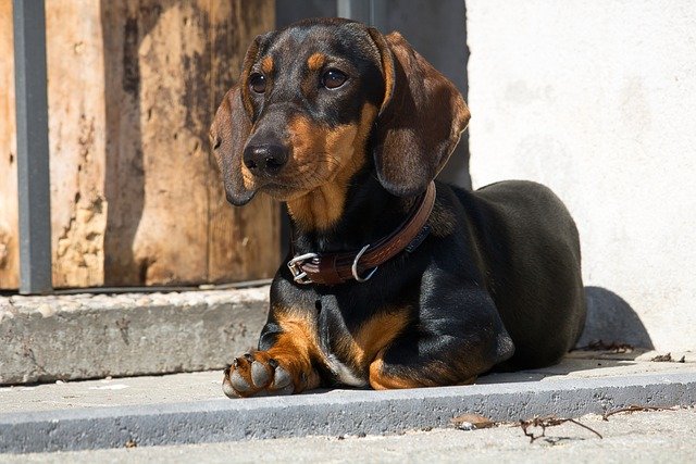 dachshund, dog, nature