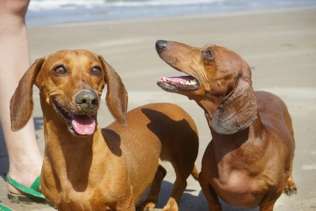 Two dachshunds smile and play on a sunny beach, capturing a joyful pet moment.