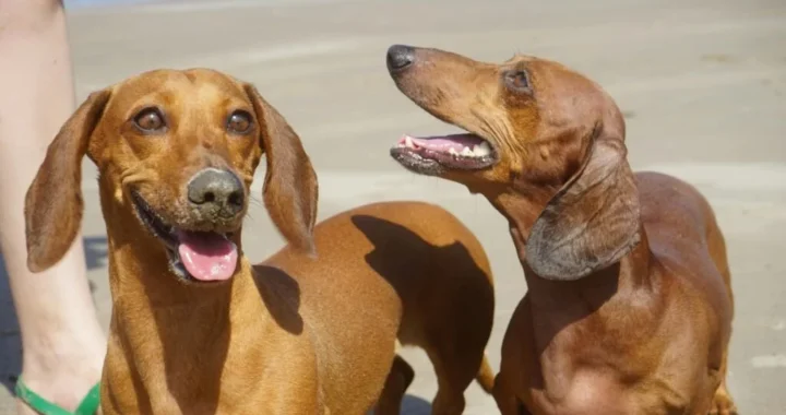 EL TECKEL-PERRO SALCHICHA.