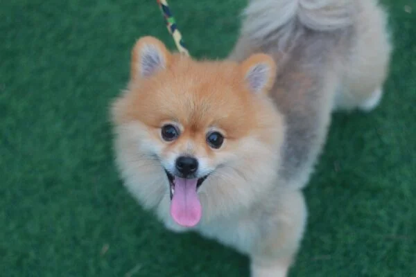 pomeranian