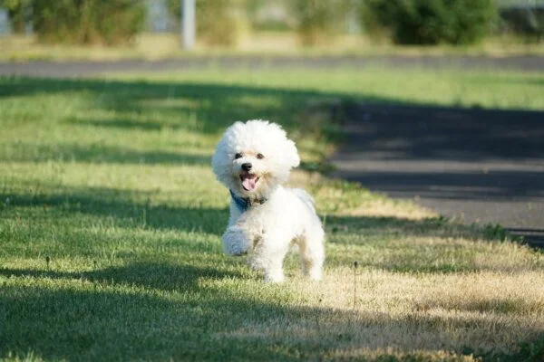 bichon maltes blanco