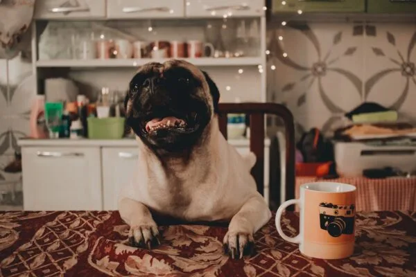 carlino pug